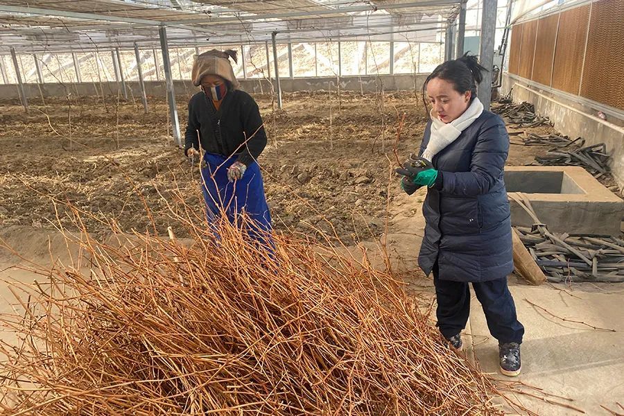 拉姆杰村的新领袖